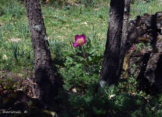 Grotta del Cernaro